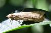 Nomophila noctuella